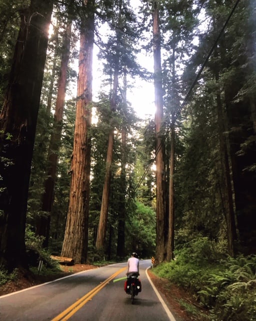 Redwood Biking