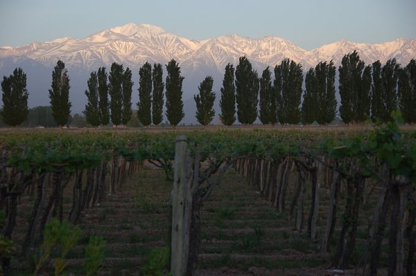 Mendoza_Vineyard