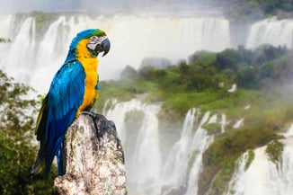 Blue and Yellow Macaw in Iguazu Falls, Brazil-1