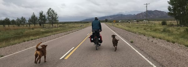 ski_with_dogs